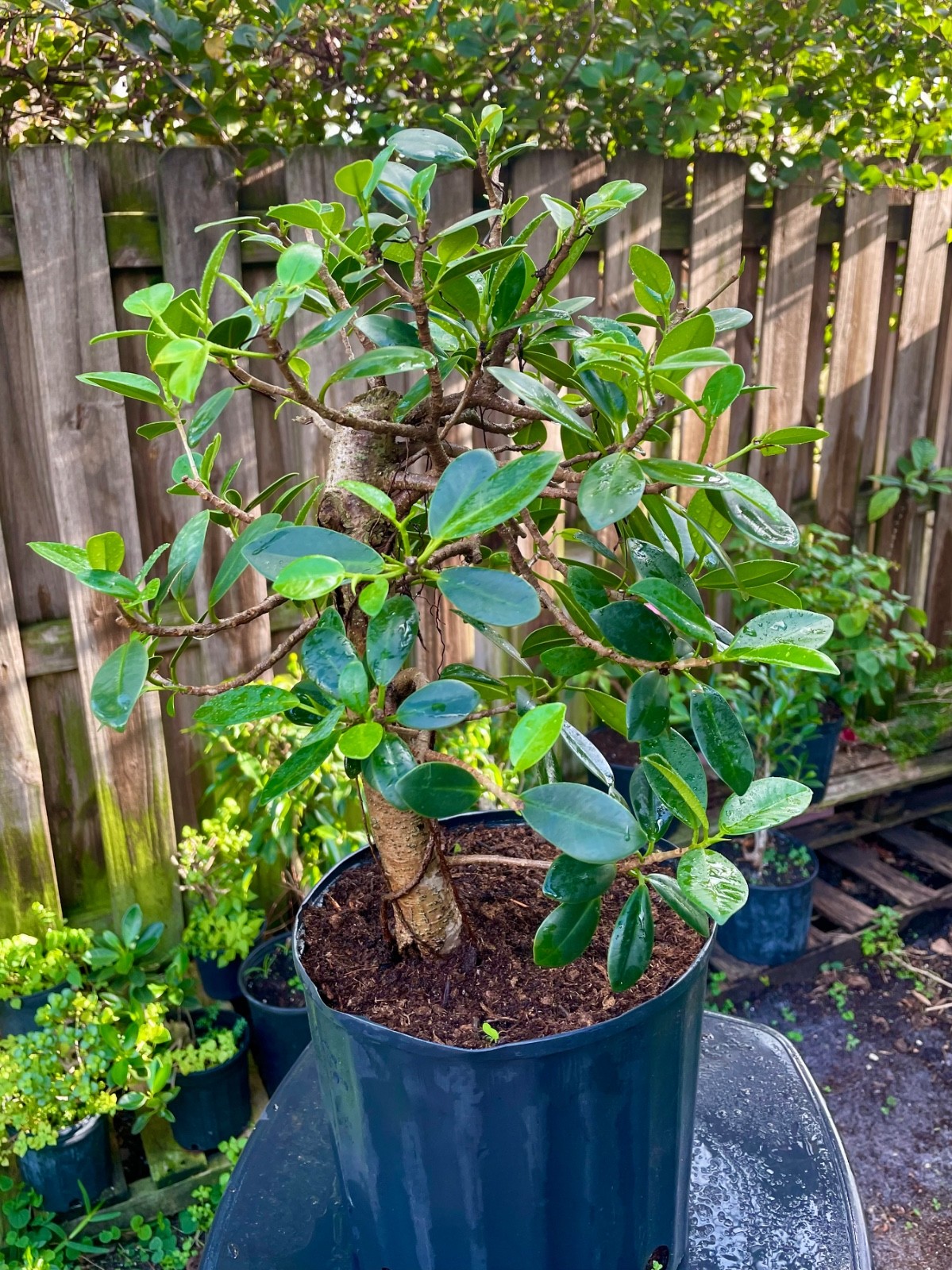 Green Island Ficus Bonsai Tree aerial roots 10 years Ariel roots on trunk gallery