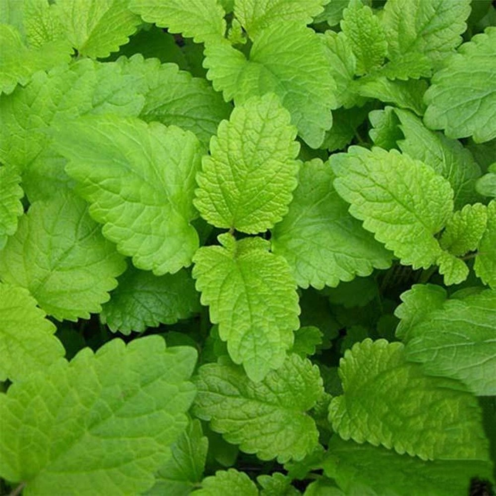 Lemon Balm Seeds - 1000 gallery