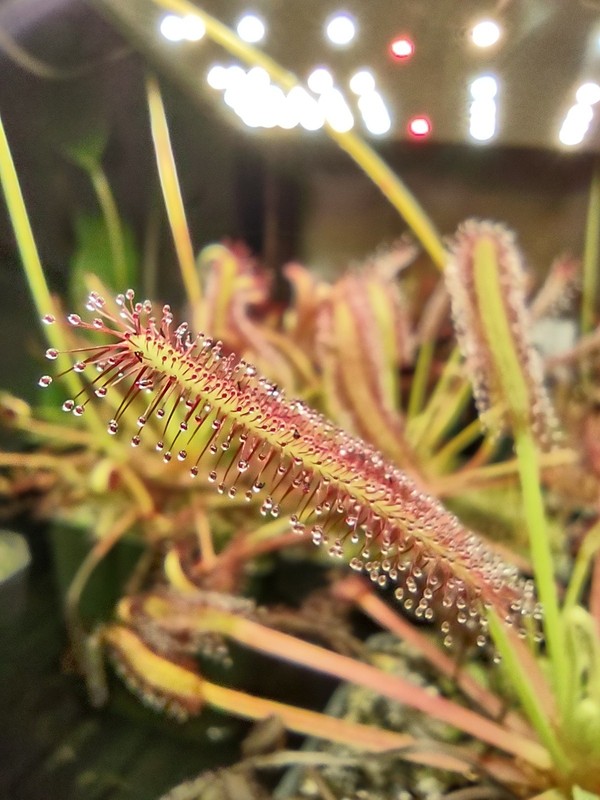 Cape Sundew - Drosera Capensis "Typical" - Easy To Grow Live Carnivorous Plant. gallery
