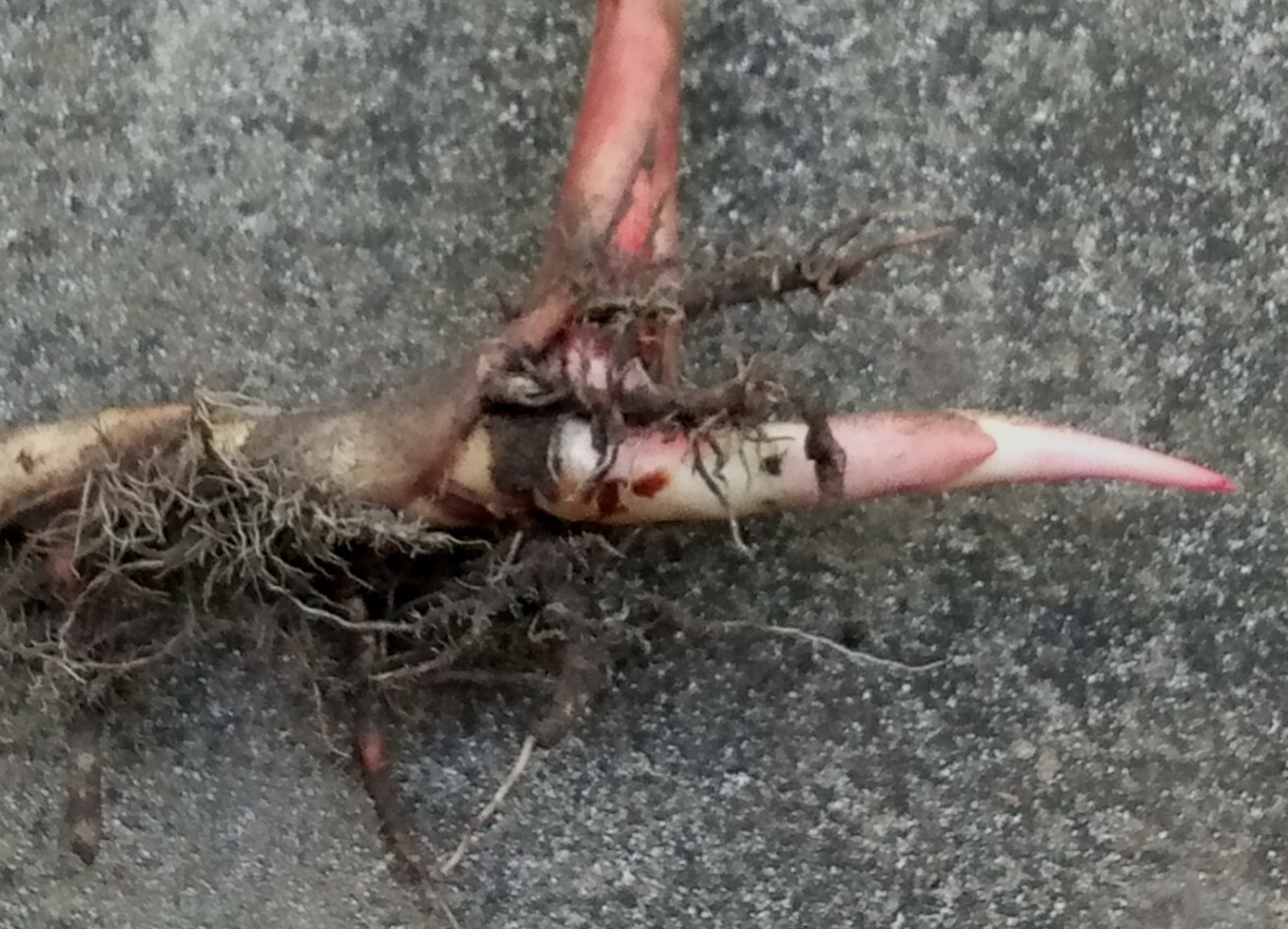 Alpinia hainanensis ginger rhizomes gallery