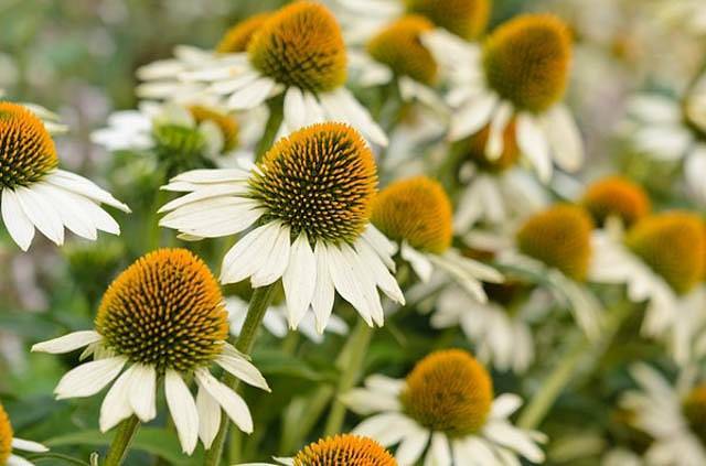 Echinacea Purpurea "WHITE SWAN" - Perennial - 2 Plants gallery