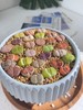Live 10pc Lithops assorted succulents, 0.6-0.8" Bare root Wedding Favors gallery