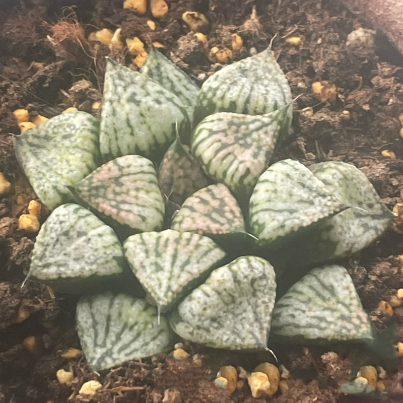 4CM Succulent Plant Haworthia Comptioniana Pandora's Box Liliaceae Home Garden gallery