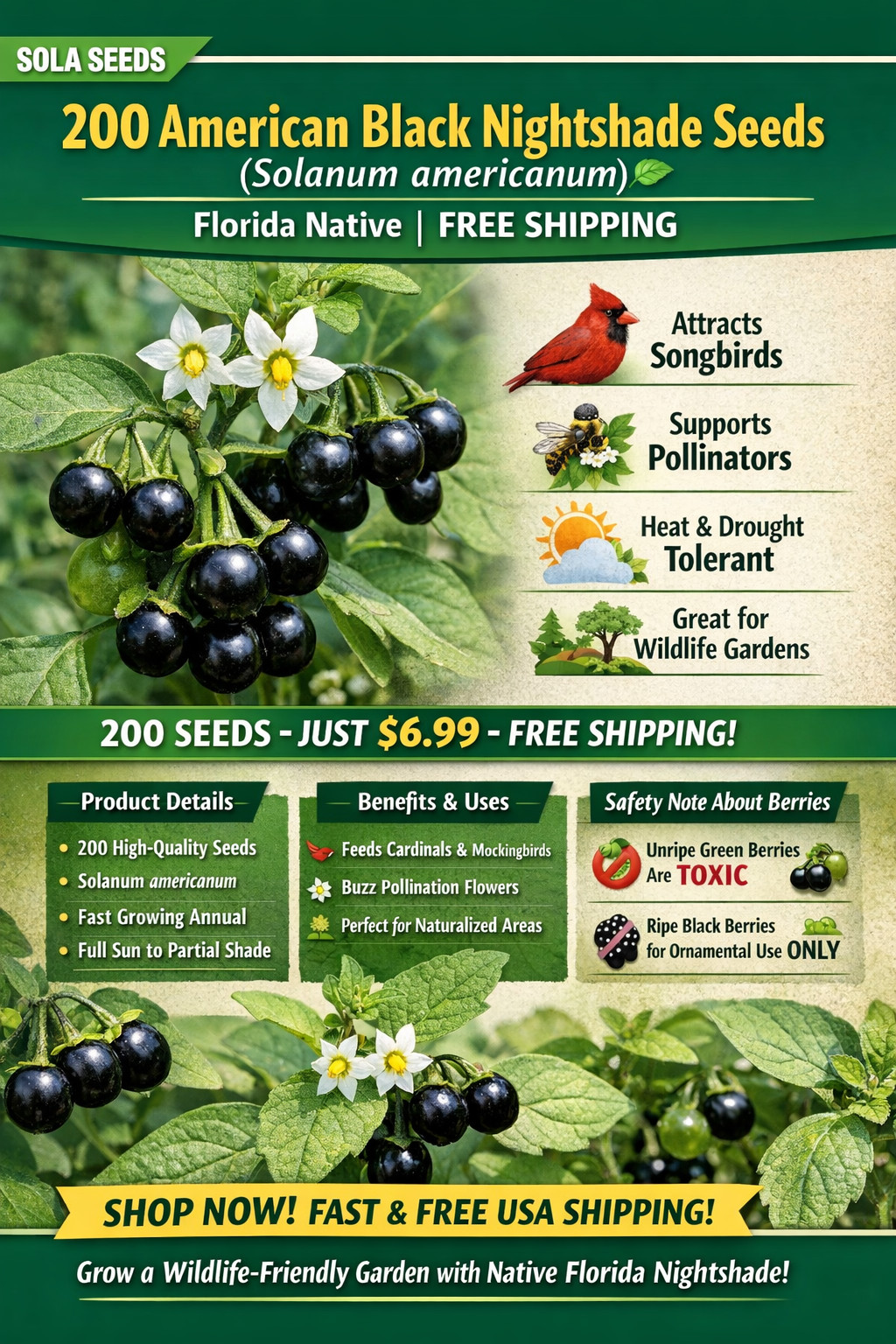 200 American Black Nightshade Seeds, Solanum americanum, Native Wildflower gallery