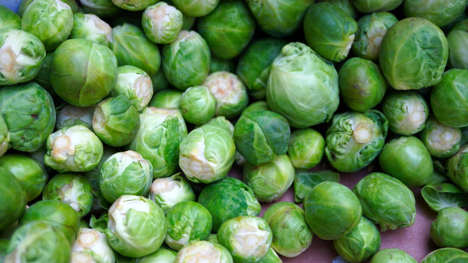 Long Island Improved Brussel sprout Brassica oleracea heirloom 250+ seeds gallery