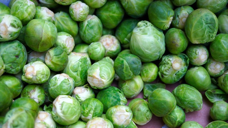 Long Island Improved Brussel sprout Brassica oleracea heirloom 250+ seeds gallery