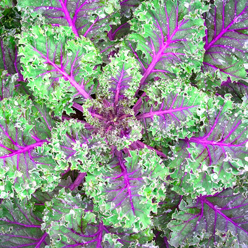Red Russian Kale Seeds | Non-GMO | Free Shipping | Seed Store | 1099 gallery