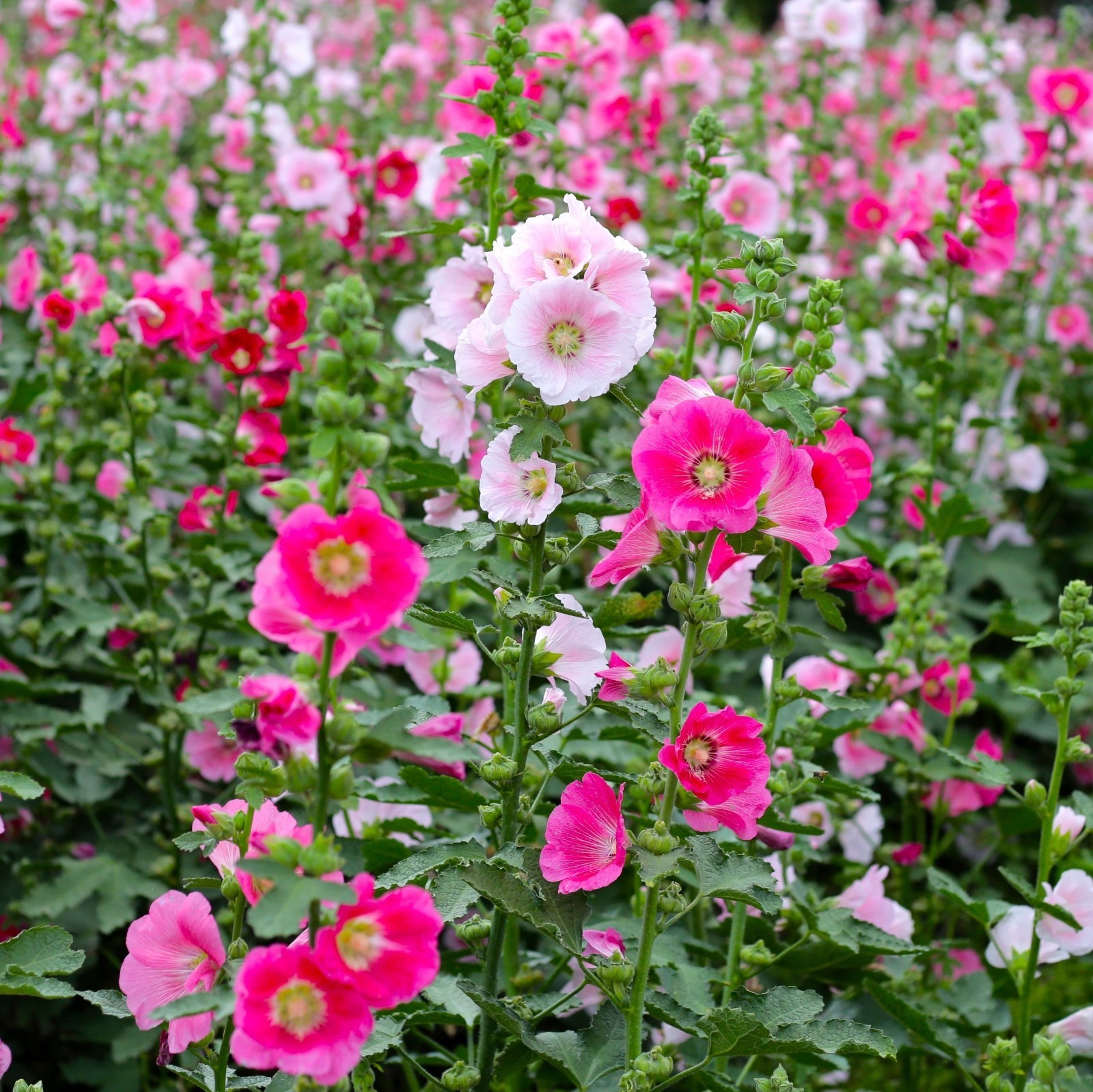 Single Hollyhock (Holly Hock) Pink Flower Alcea Rosea Live Plant gallery