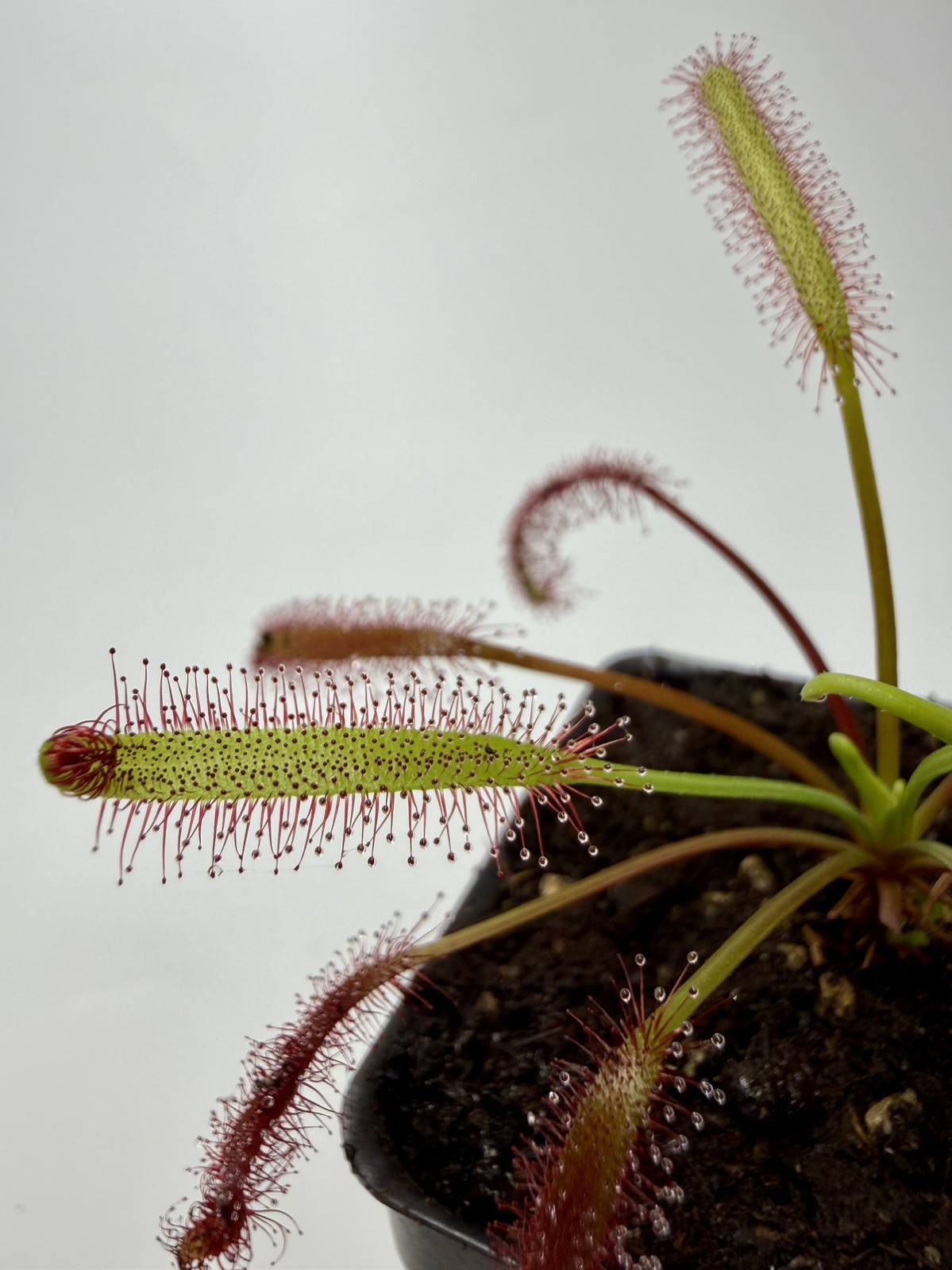 Drosera Capensis ‘Triffid Rose’ Live Potted Carnivorous Plant Cape Sundew gallery