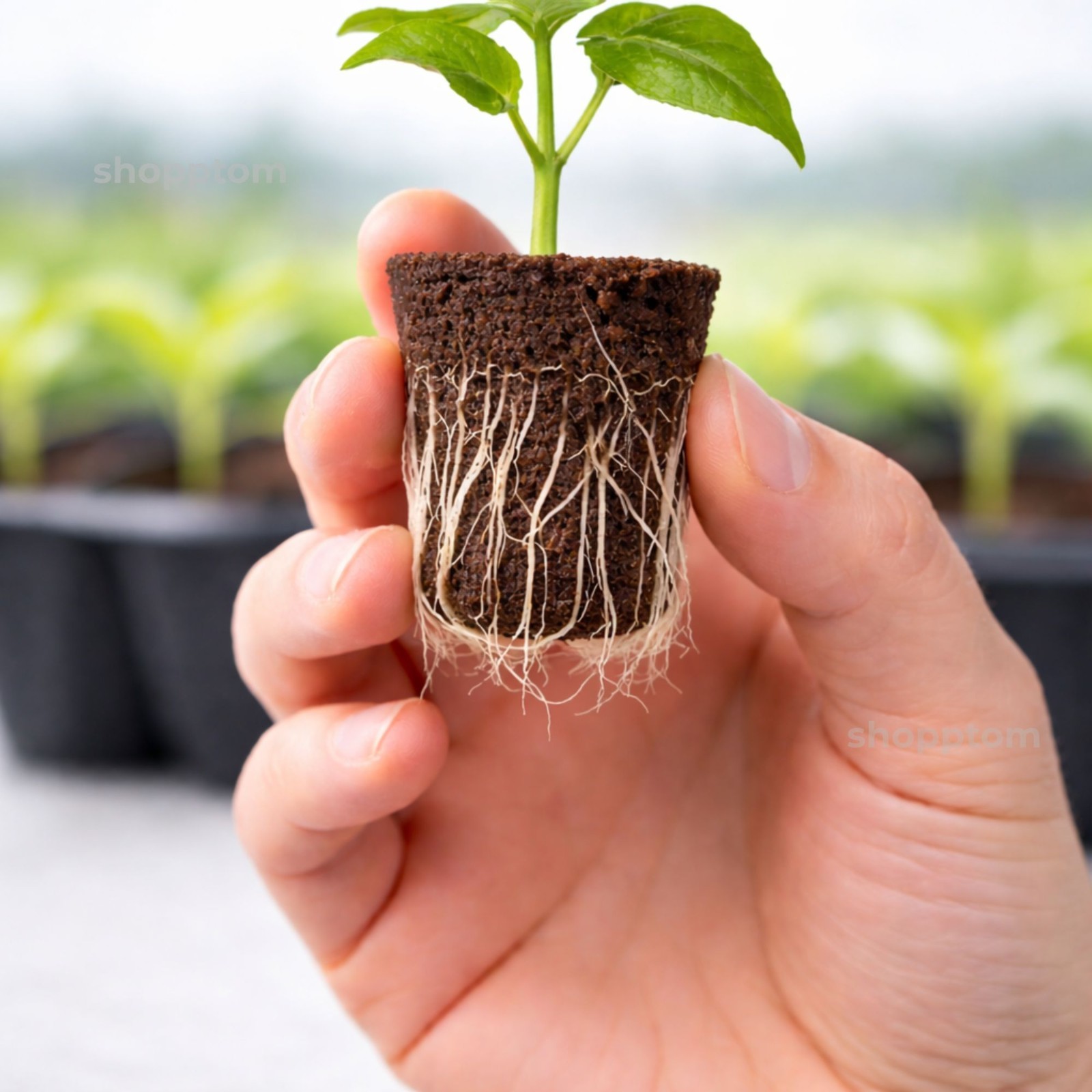 Root Riot Propagation Cubes for Cuttings & Seedlings | Pick Quantity gallery