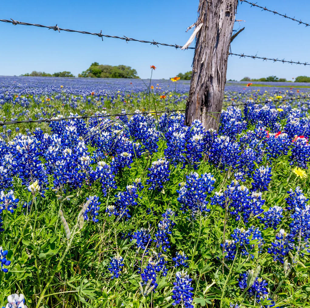 100+ Texas Bluebonnet Seeds - Hummingbords Butterflies - Fragrant - Bright Color gallery