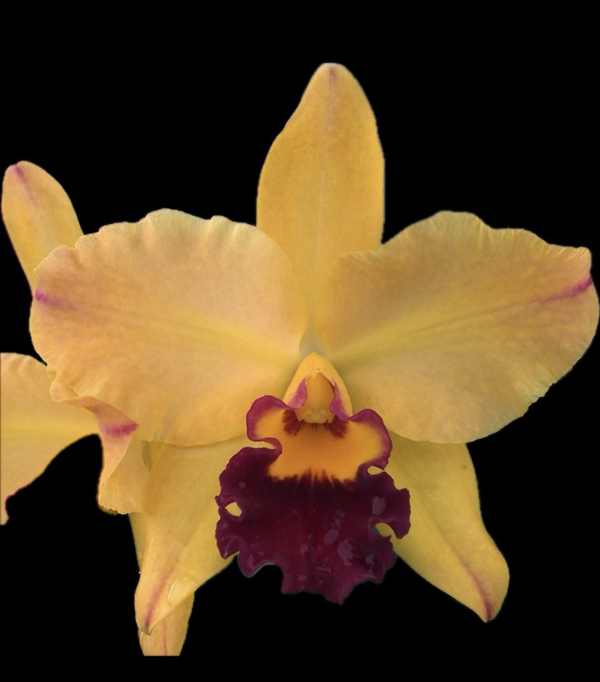 Rhyncholaeliocattleya Hsinying Williette '#14' Cattleya Orchid plant BS 4.5” gallery