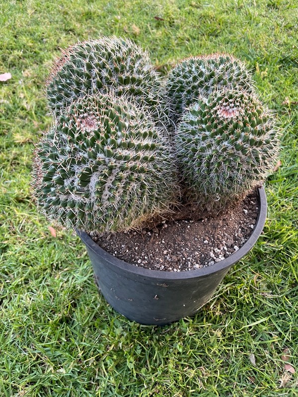 stunning, 4 huge double head cluster, Mammillaria Nejapensis #51A gallery
