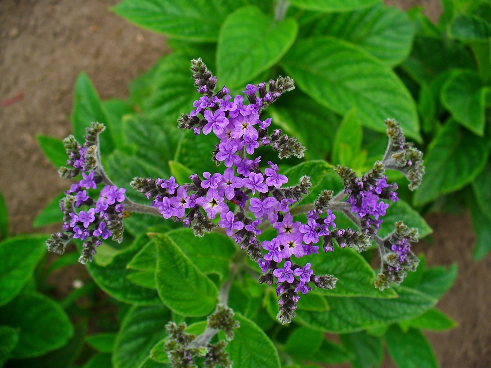150 Heliotrope Seeds - Heliotropium arborescens - Medicinal and Aromatic gallery