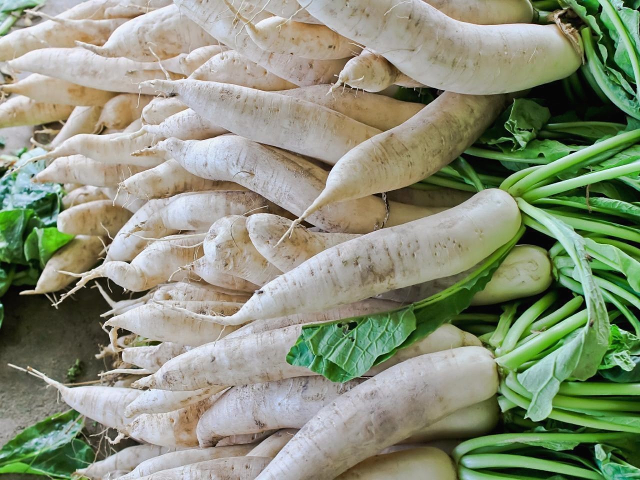 Daikon Radish, Deer Food Plot, Extremely Large Radish, Japanese Horseradish gallery