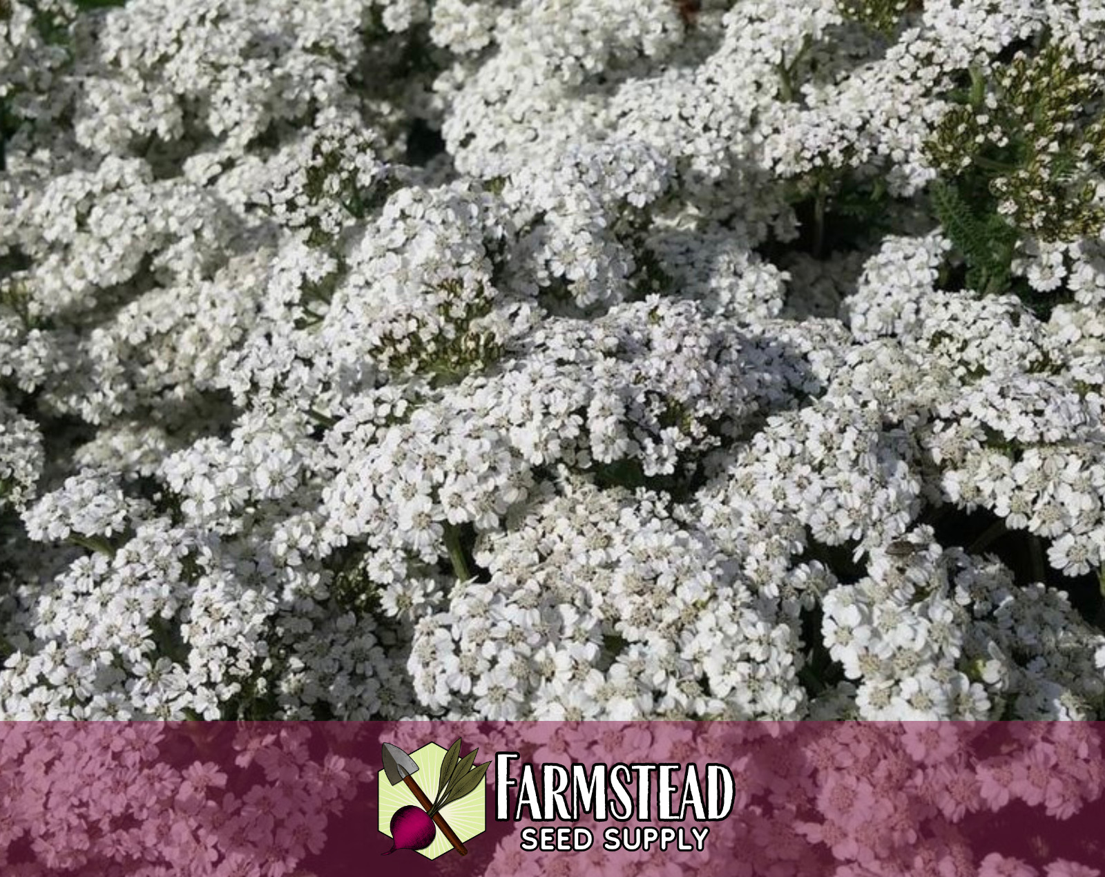 15800+ White Yarrow Seeds, Native Perennial Wildflower Plant Seed for Gardening gallery
