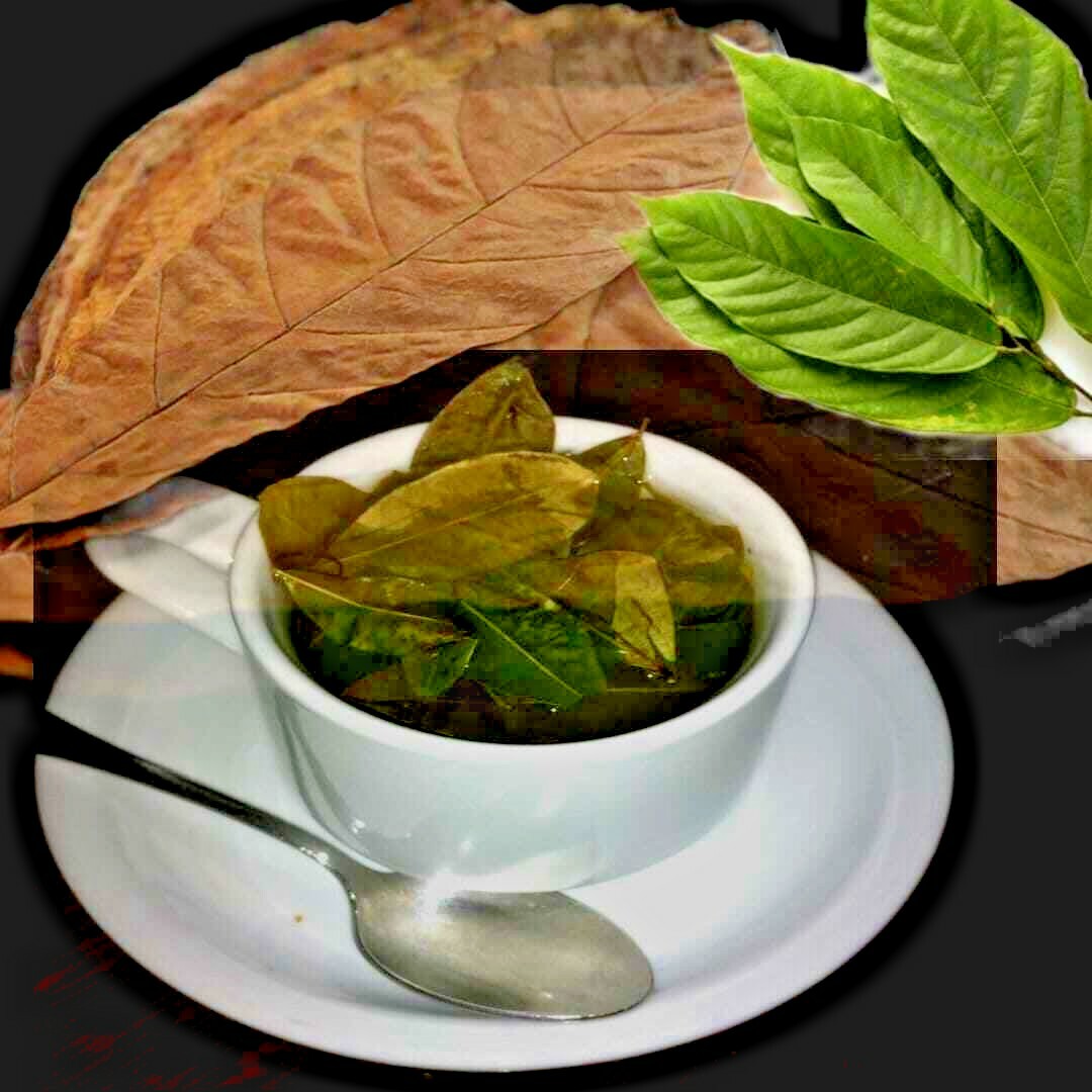 Cocoa Leaves| Ceylon, Dried Leaf| Chocolate, Theobroma Cacao| 100% Pure, Organic gallery