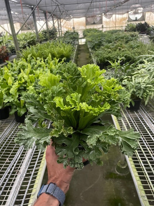 Bird's Nest 'Leslie' Fern gallery