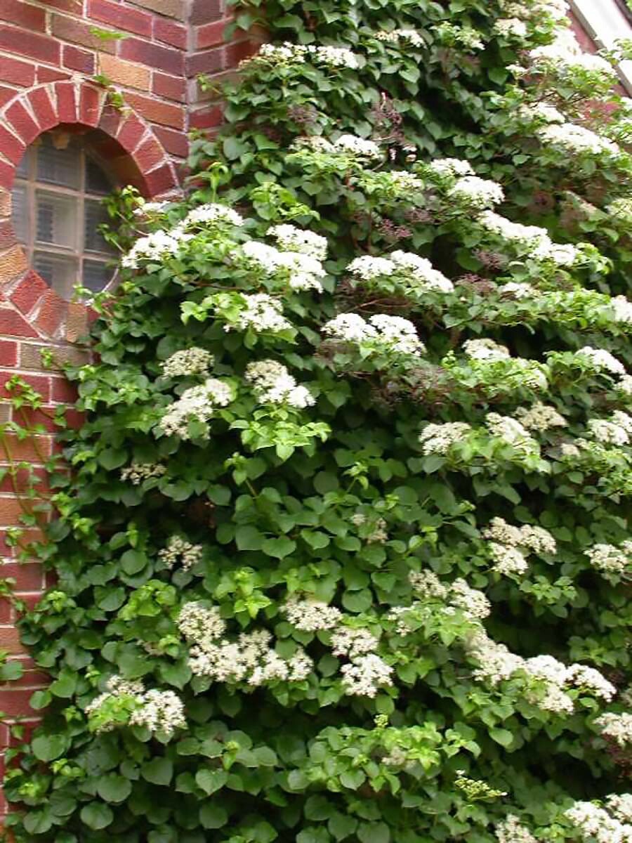 Climbing Hydrangea, Hydrangea anomala petiolaris, Vine Seeds, (Showy, Fragrant) gallery