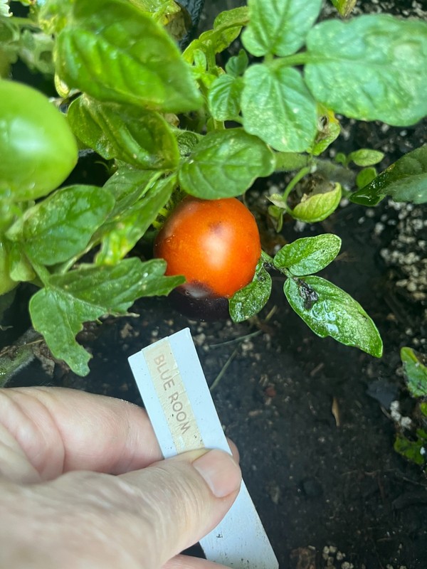 Heirloom Dwarf Tomatoes Blue Room-hydroponic, container, patio -Great Flavor gallery