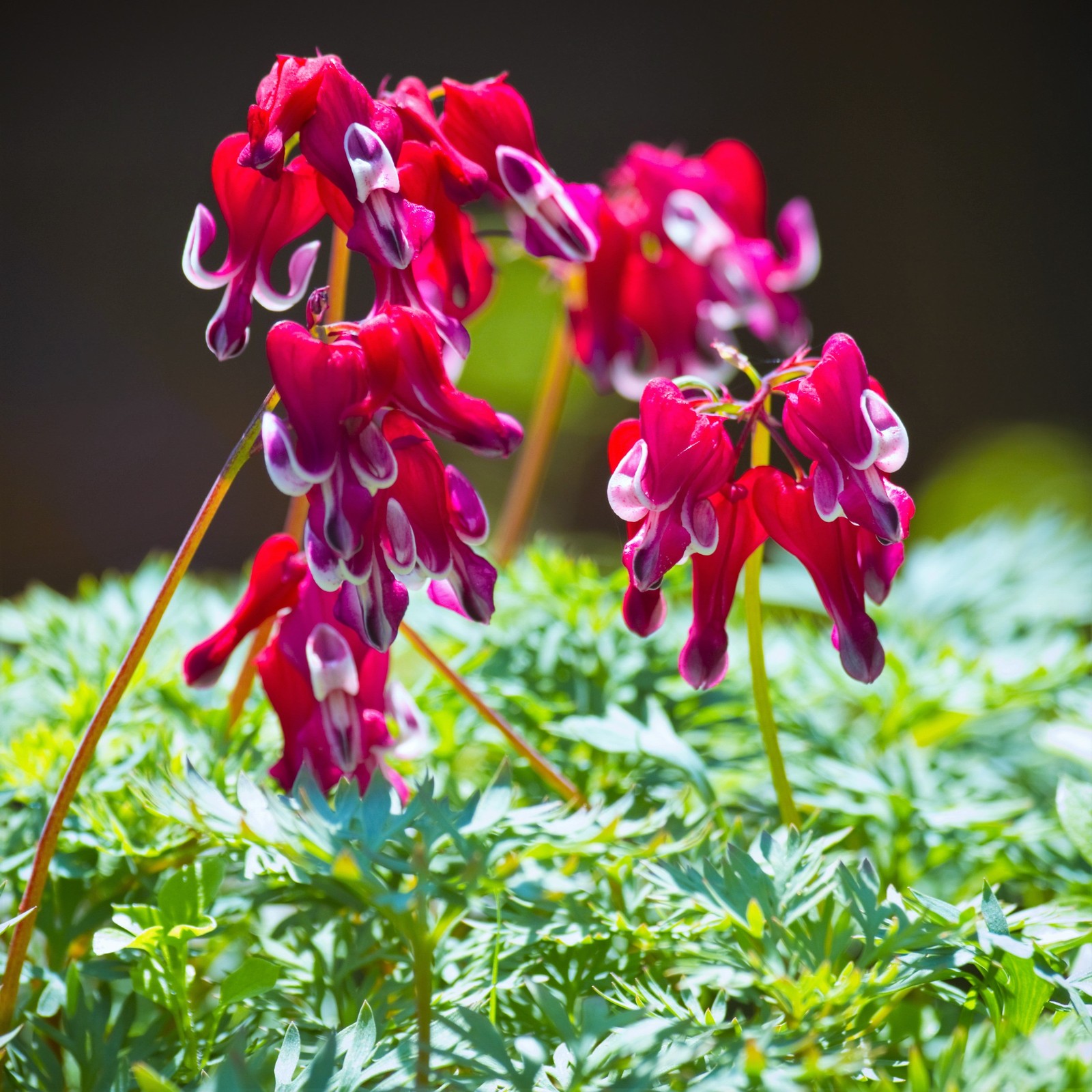 Dicentra Burning Hearts 1 Root - Spring to Summer Blooms in Shade, Easy to Grow gallery