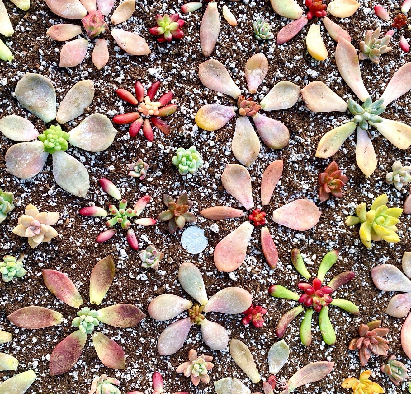 50 Colorful All Different Succulent Leaves Starter Kit Easy Propagation FREESHIP gallery