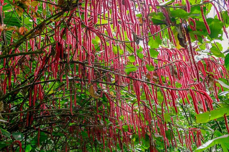 *GIANT CHENILLE*Acalypha Hispida*Starter Plant*Attracts Hummingbirds/Butterflies gallery