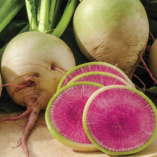 Watermelon Radish Seeds | Heirloom / Non-GMO | Free Shipping | Seed Store | 1084 gallery