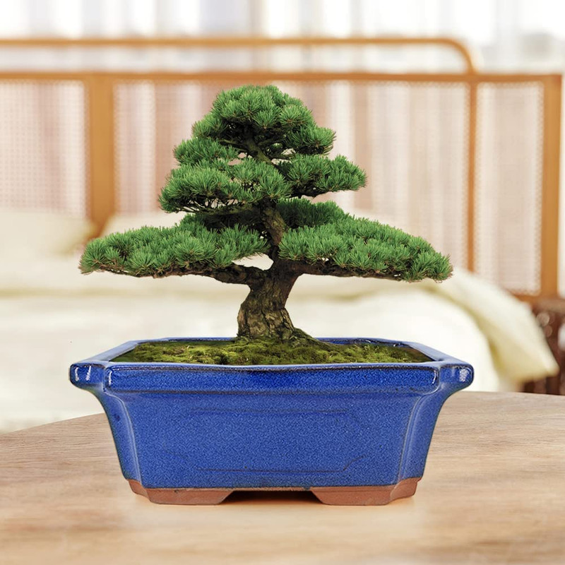 3 Pack Ceramic Rectangular Bonsai Tree Planter Pot Set 6”+7”+9”, Cactus Succulen gallery