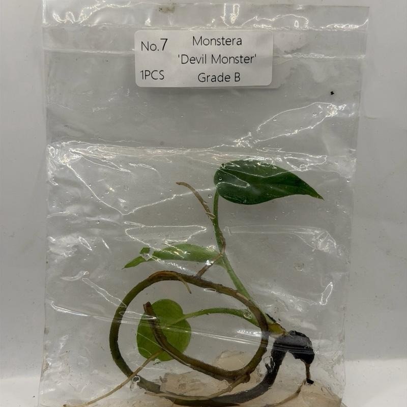 Monstera Devil Monster Tissue Culture Plant – Grade B- Grower’s Choice gallery