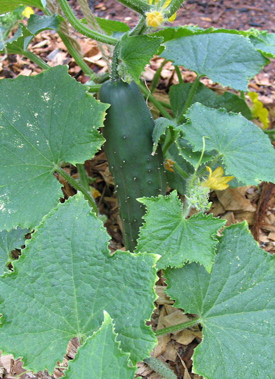 Marketmore Cucumber Seed, - NON GMO, A Regular Produce All Season gallery