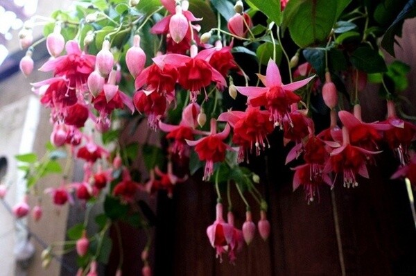 Unique Flowers gallery