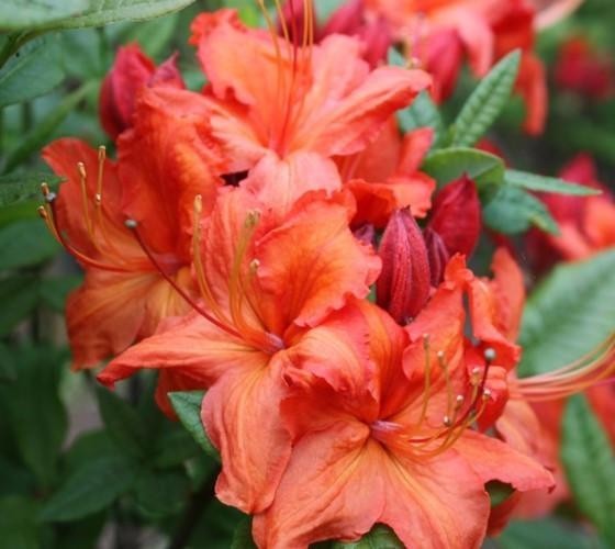 ( 1 ) - Fireball Deciduous Azalea - Starter Plant ( L7 ) ( 1 live plant ) gallery