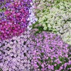 Ground Cover Plant Collection - 31,000+ Mix of Creeping Thyme, Alyssum, Purple gallery