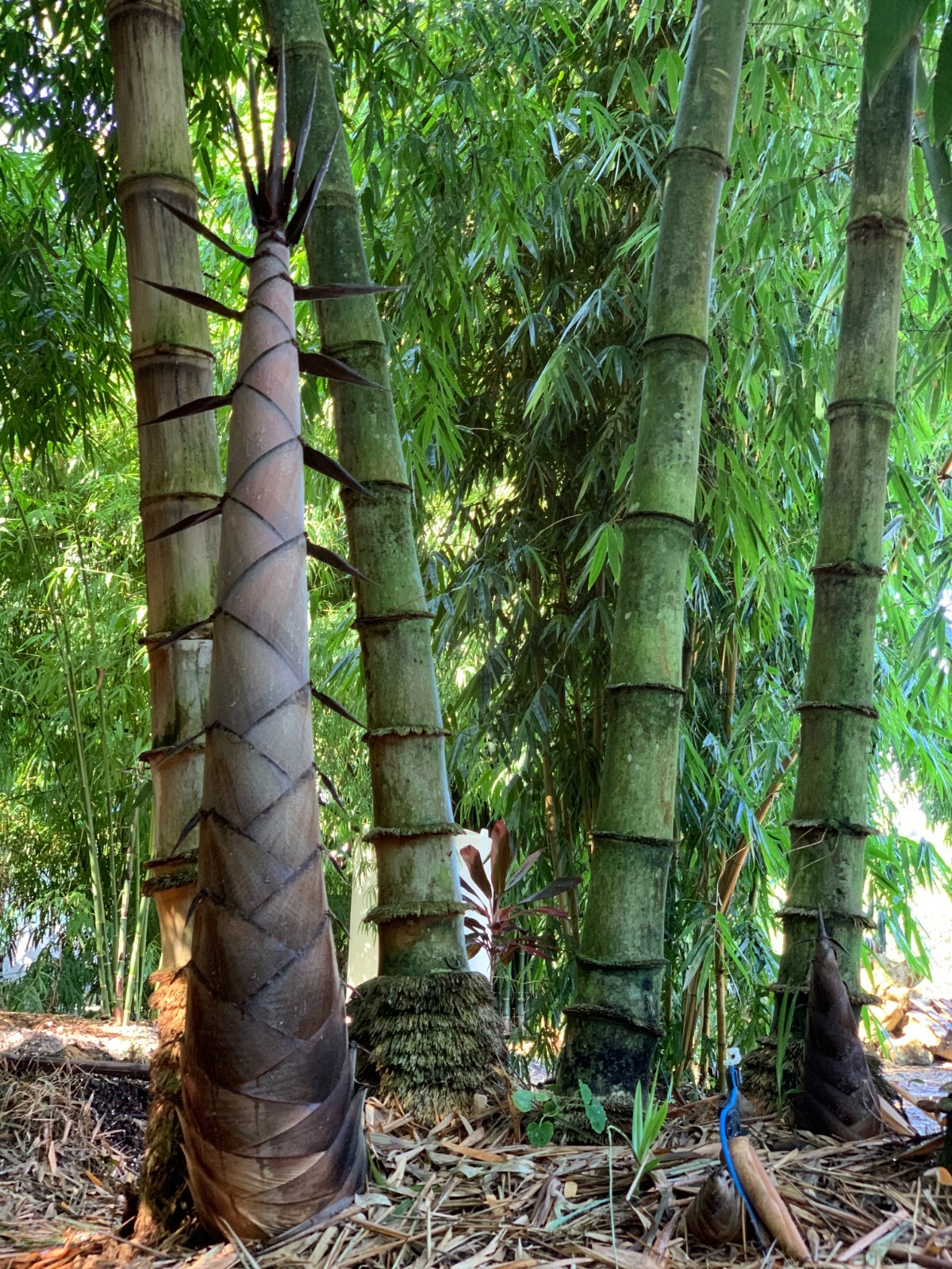 Asper Bamboo- Dendrocalamus asper **NON-INVASIVE, CLUMPING** gallery