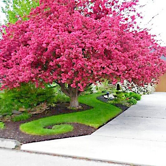 CRAPE MYRTLE TREE SEEDS Crepe (Lagerstroemia Indica) Fast Lilac Flower Plant gallery