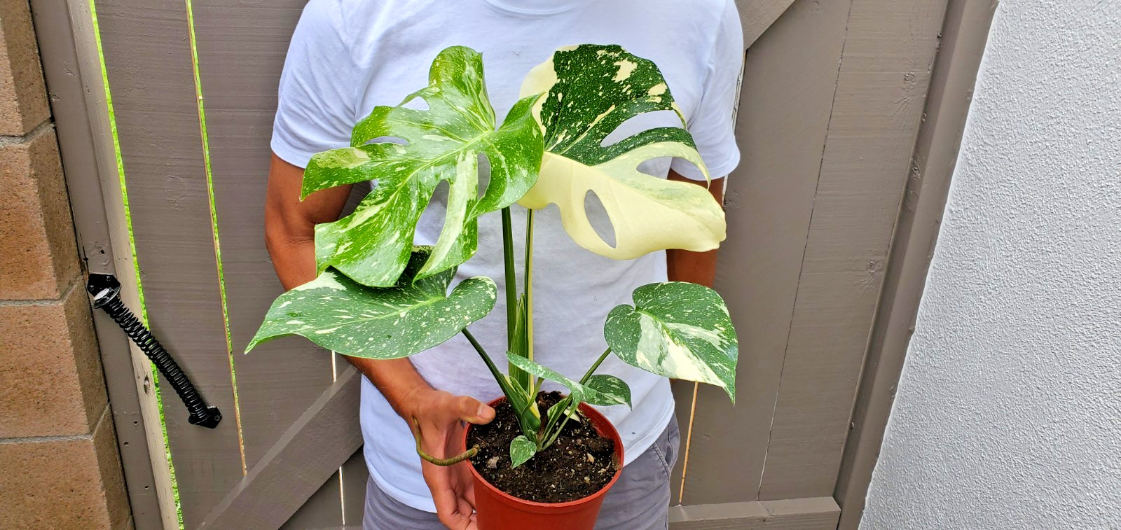 Thai Constellation Monstera Plant gallery
