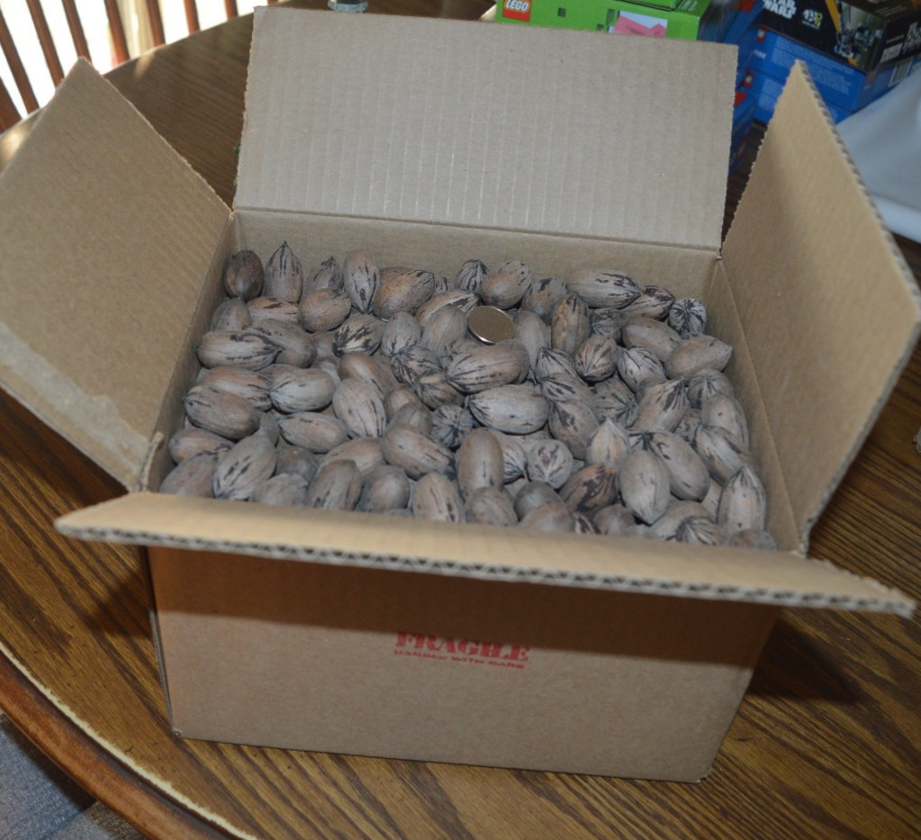 2025 CROP TEXAS LARGE NATIVE PECANS FOR SQUIRRELS - 9 1/2 POUNDS !! gallery