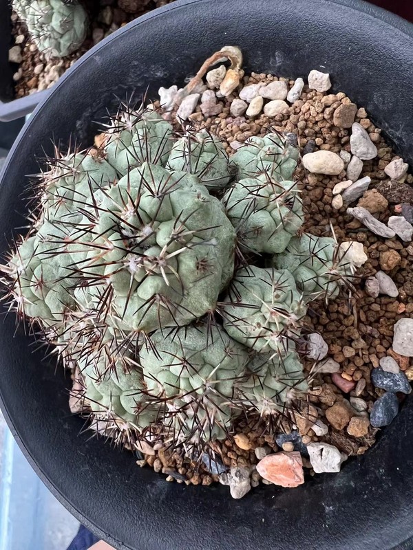 1pc 8.4cm multi-head Ortegocactus macdougallii Selfrooted Emperor Pill WYSIWYG/ gallery