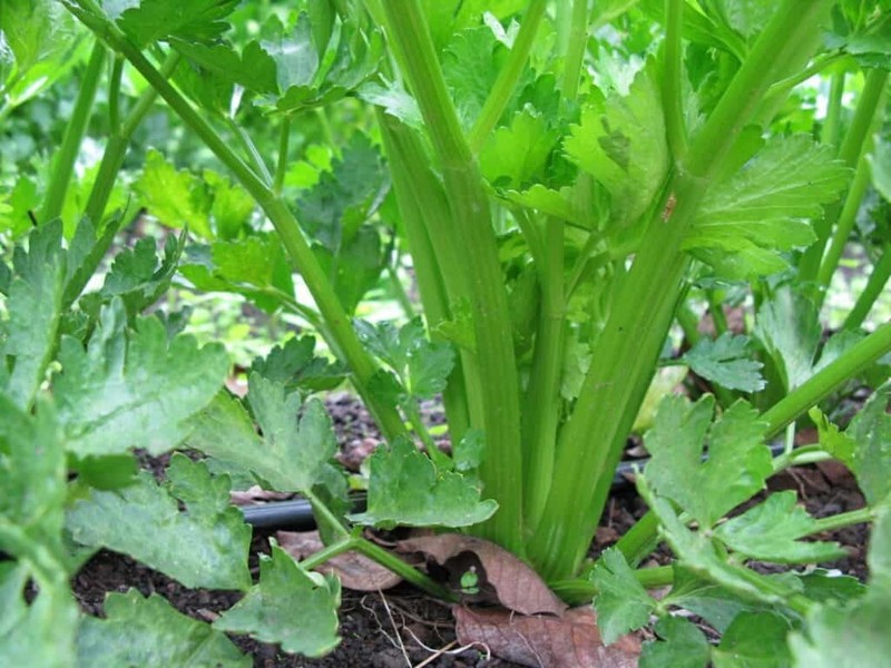 Tendercrisp Celery Seeds, NON-GMO, American Green, Stringless, FREE SHIPPING gallery