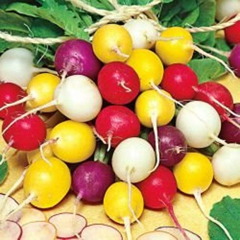 Crayon Colors Radish Mix, Colorful, Easy Grow, Variety Sizes Sold, FREE SHIPPING gallery