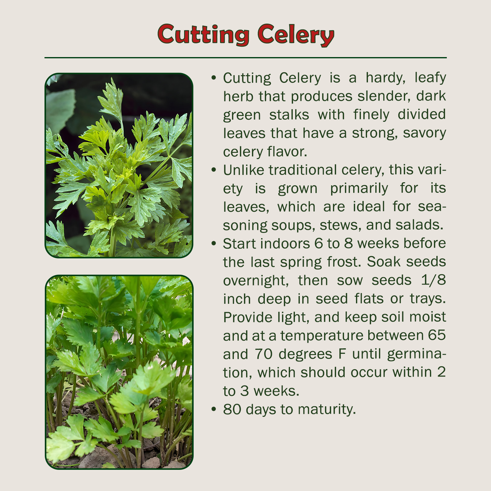 1000 Cutting Celery Seeds, Open-Pollinated, Culinary Herb, Non-GMO, Genuine USA gallery