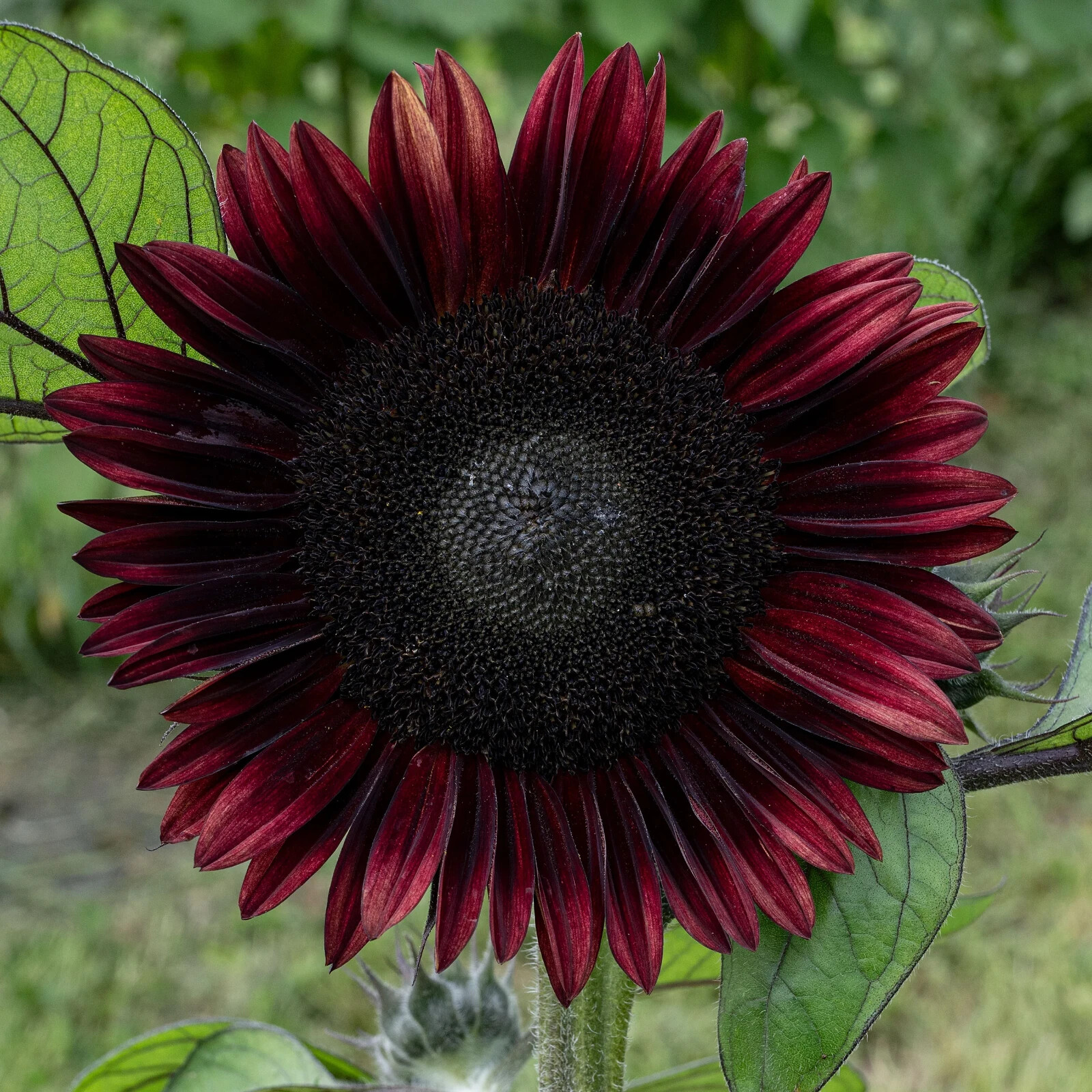 Chocolate Cherry Sunflower, , Beautiful Ornamental Sunflower, FREE SHIPPING gallery