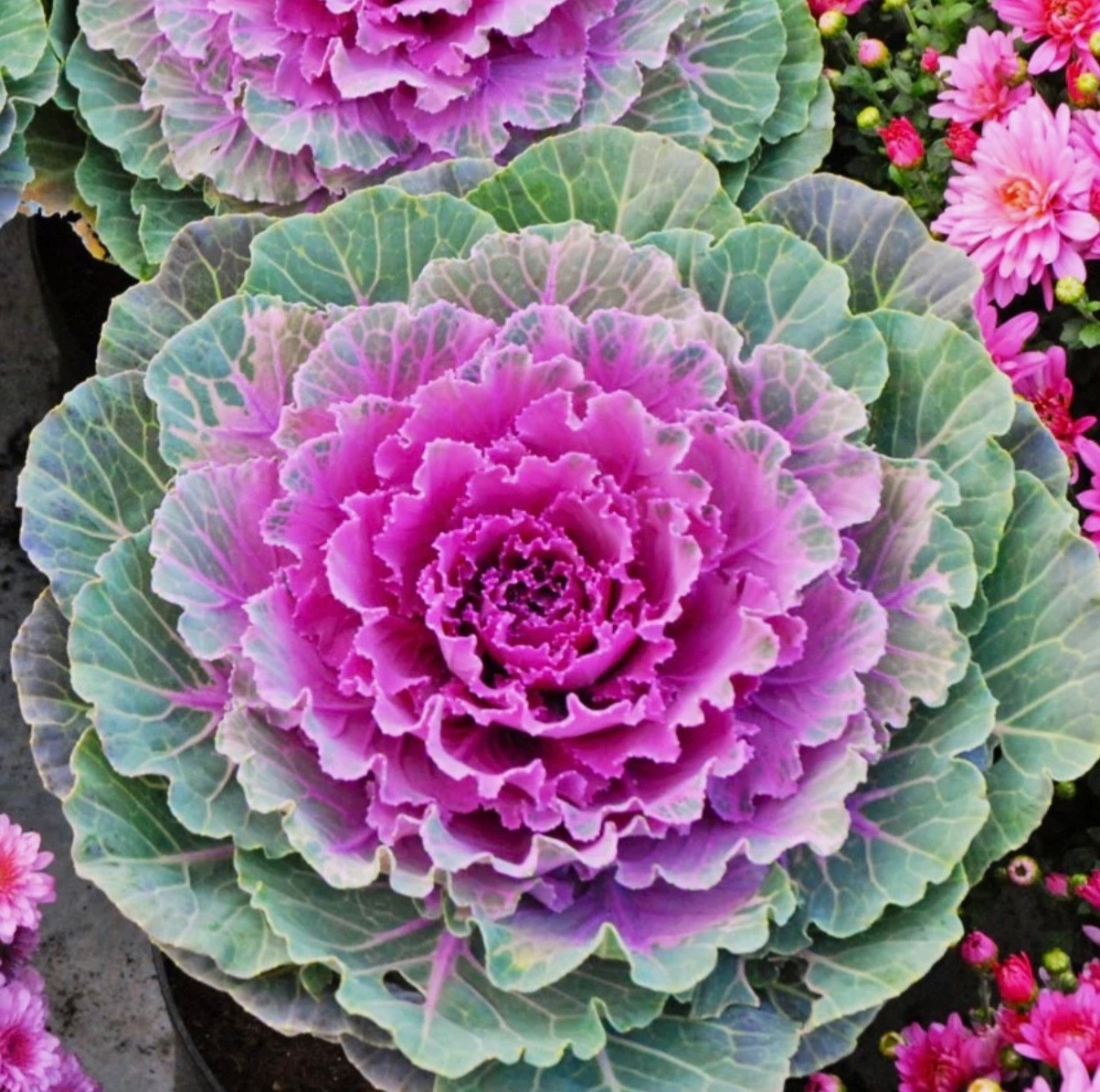 Mixed Ornamental Cabbage/Kale Seeds Smooth Round-Leaf Osaka Pink Fresh 2026 🇺🇸 gallery