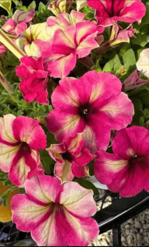 Petunia "Shake Raspberry" Live Annual Starter Plants/Plugs, 10 "baby" Plants gallery