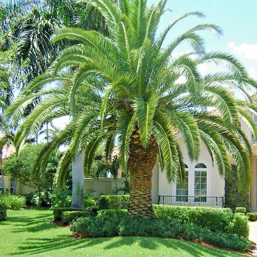 10 CANARY ISLAND DATE PALM Tree Seeds (Phoenix Canariensis) Hardy Fruit Plant gallery
