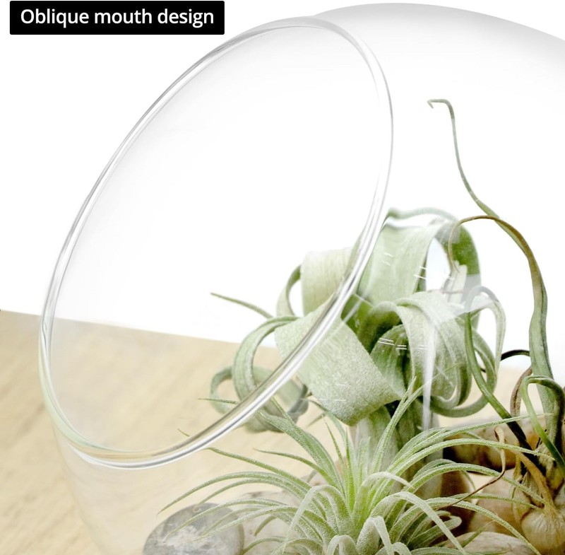 Modern Hand-Blown High Borosilicate Glass Plant Terrarium, Crystal Clear,2 pack gallery