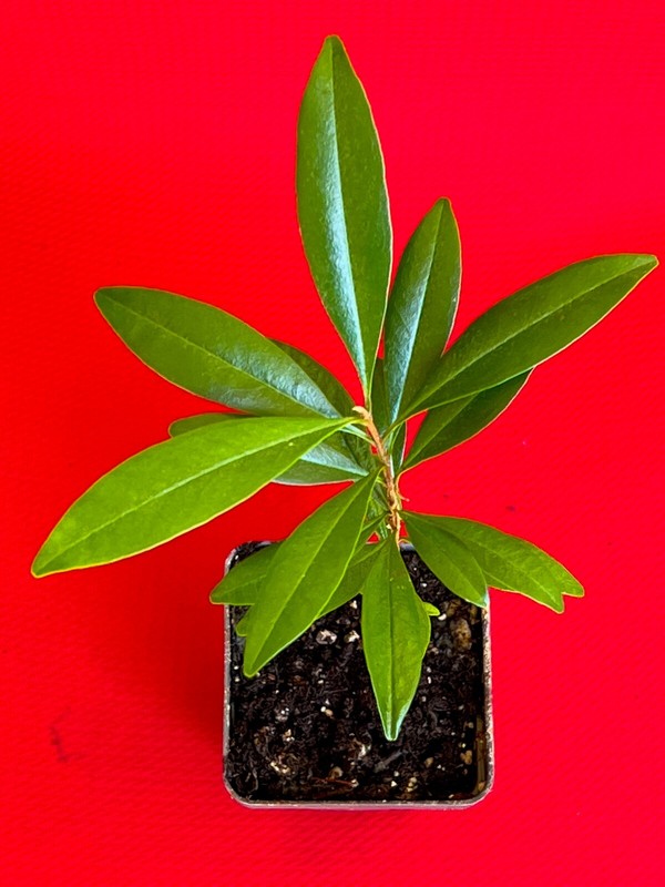 Pitomba BIG Fruit Selection Eugenia Luschnathiana Pot Starter Starter Tree Pot gallery