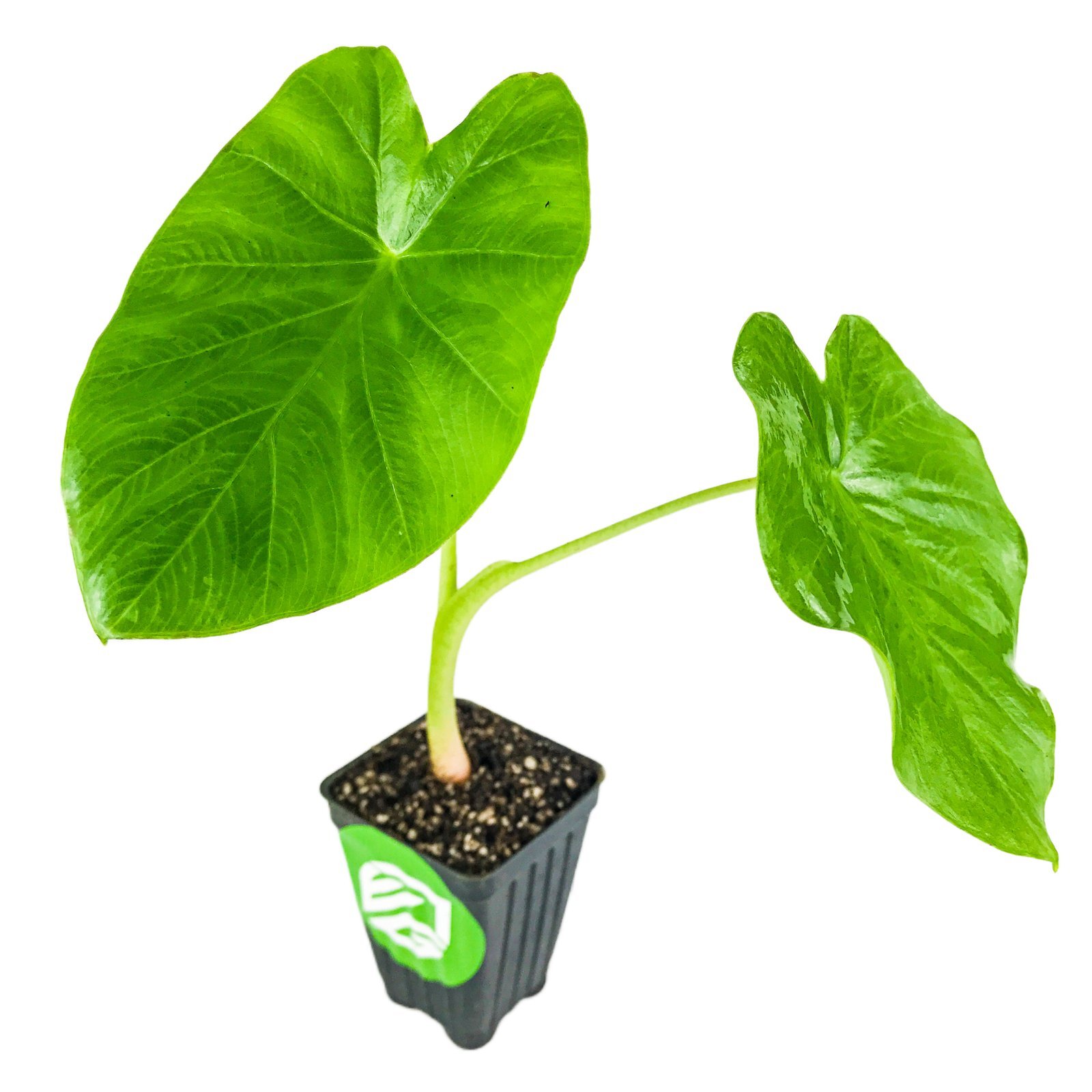Jack's Giant Elephant Ear - Colocasia esculenta - Live Plant gallery
