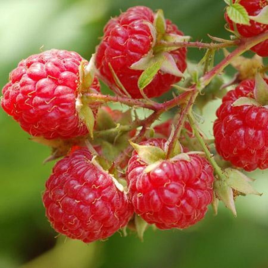 Heritage Raspberry Seeds The award-winning produce Berry Twice Per Year. gallery